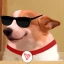 孙狗