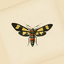 Coin Icon