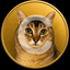 Coin Icon