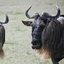gnus
