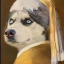 husky-brother