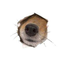 Coin Icon