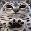 PAWS