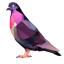 pigeon-sol