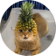 Pineapple Cat