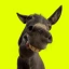 HEEHAW