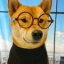 DOGE KING